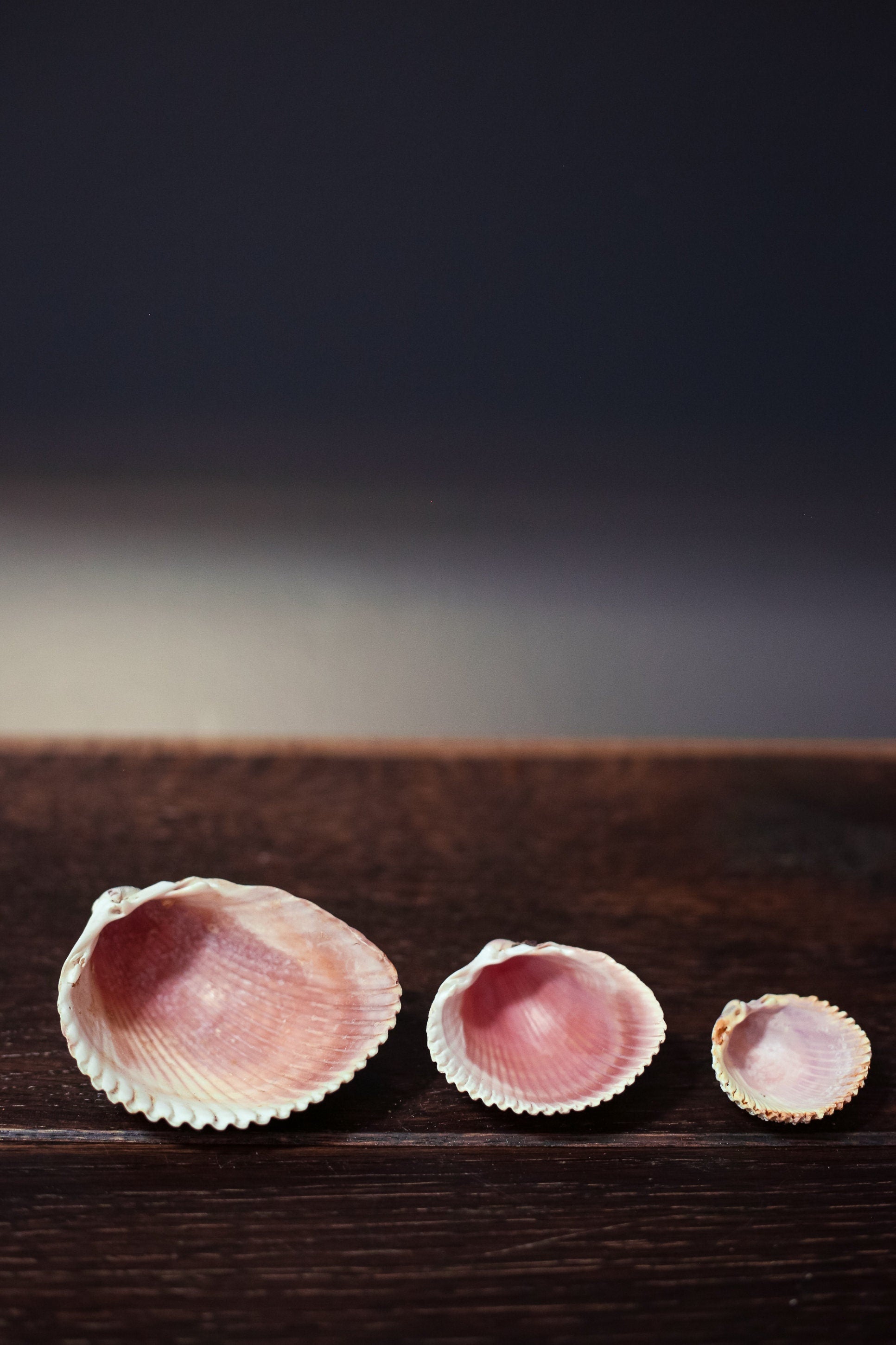 Trio of Nesting Shells in Organza Bag - Vintage Shells From Collector's Beach Finds