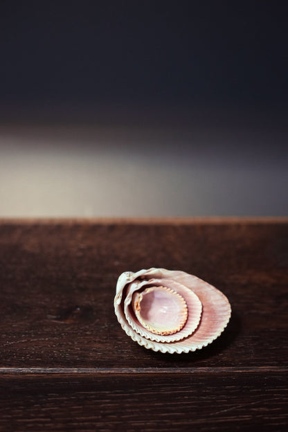 Trio of Nesting Shells in Organza Bag - Vintage Shells From Collector's Beach Finds