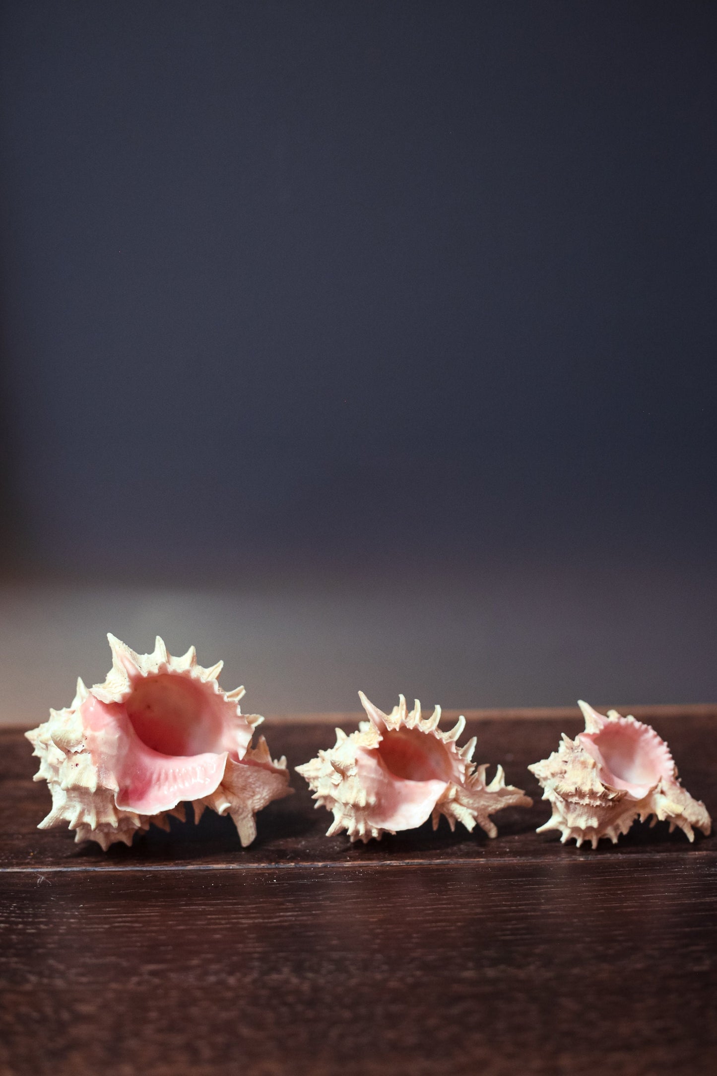 Pink Murex Shell Trios in Organza Bag Airplant Planter - Vintage Shells from Collector's Beach Finds