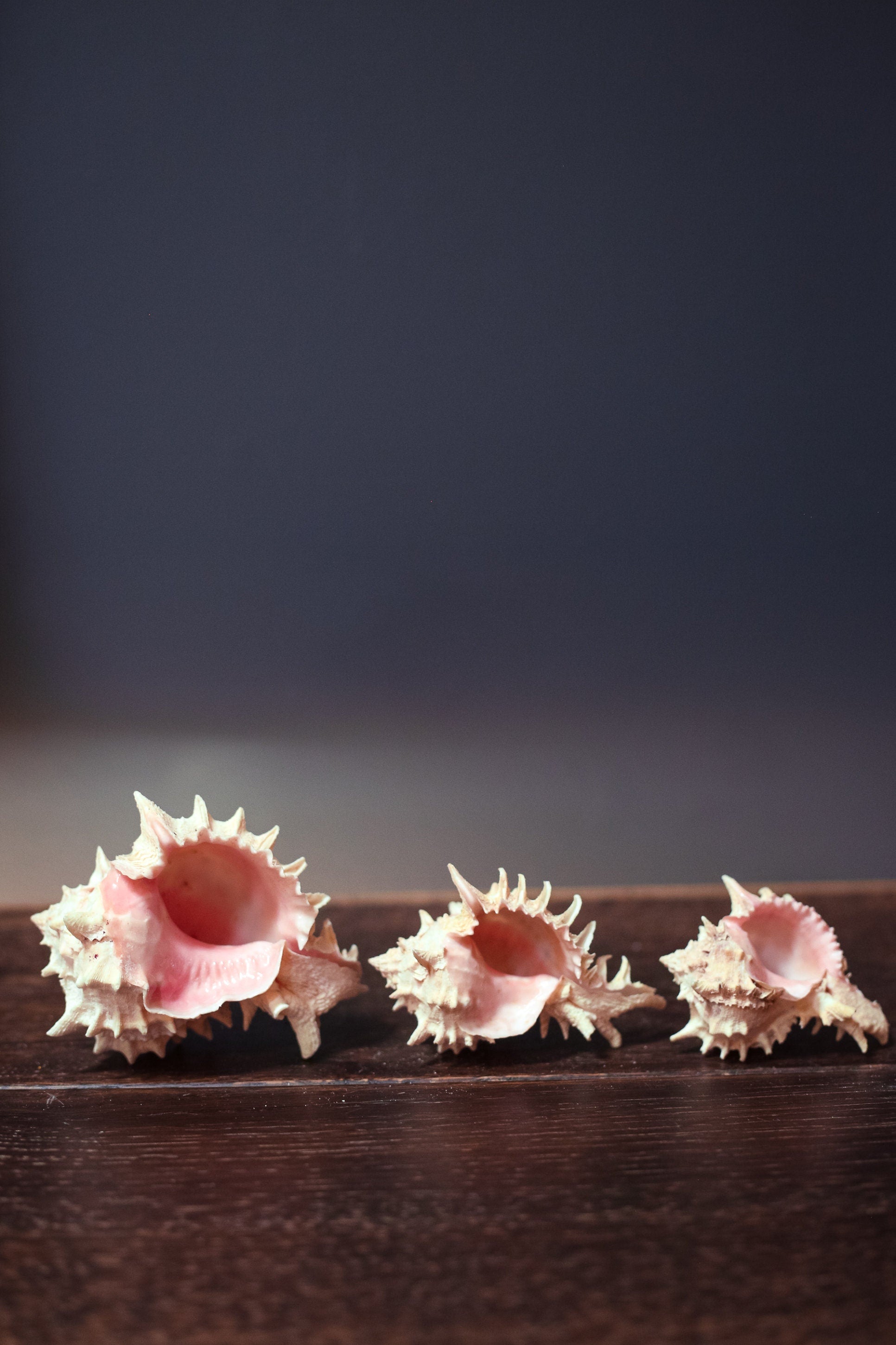 Pink Murex Shell Trios in Organza Bag Airplant Planter - Vintage Shells from Collector's Beach Finds