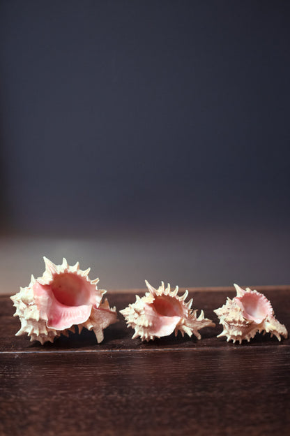 Pink Murex Shell Trios in Organza Bag Airplant Planter - Vintage Shells from Collector's Beach Finds