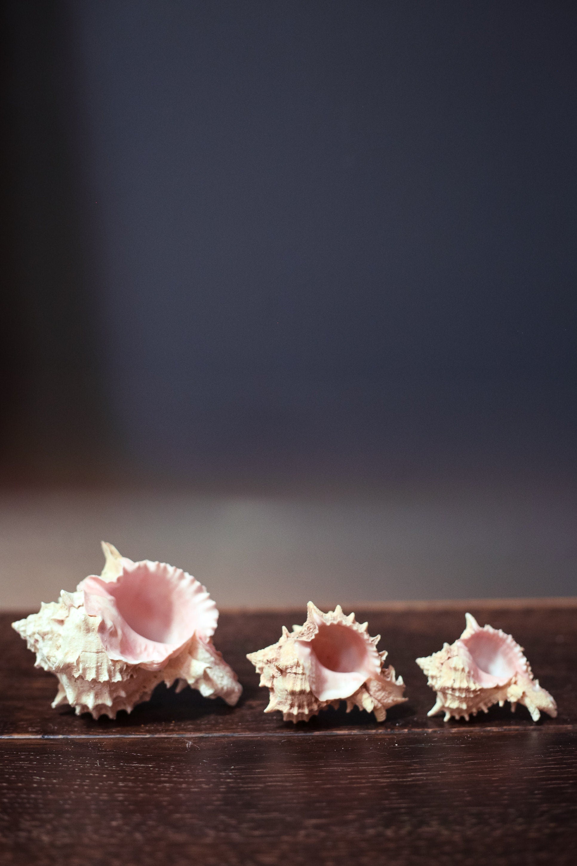 Pink Murex Shell Trios in Organza Bag Airplant Planter - Vintage Shells from Collector's Beach Finds