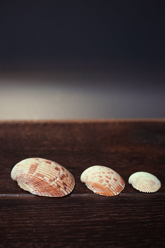 Trio of Nesting Shells in Organza Bag - Vintage Shells From Collector's Beach Finds