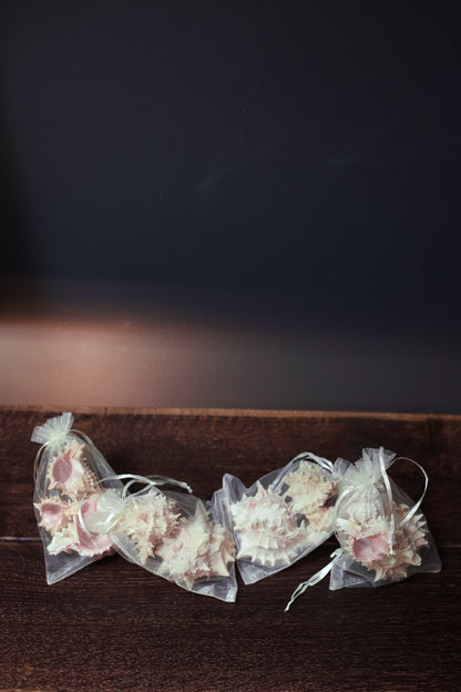 Pink Murex Shell Trios in Organza Bag Airplant Planter - Vintage Shells from Collector's Beach Finds