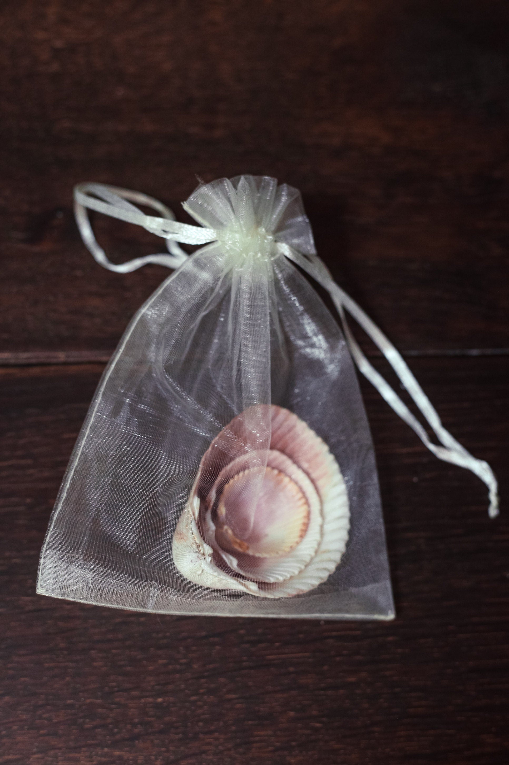 Trio of Nesting Shells in Organza Bag - Vintage Shells From Collector's Beach Finds