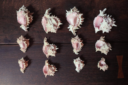 Pink Murex Shell Trios in Organza Bag Airplant Planter - Vintage Shells from Collector's Beach Finds