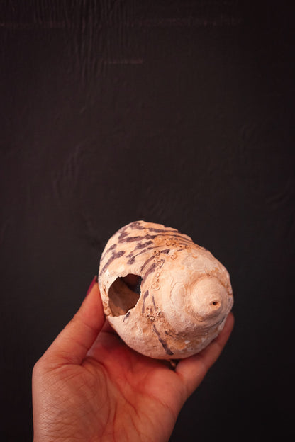 Large Grey Spiral Moon Snail/Nautilus Shell - Vintage from Collector's Beach Finds