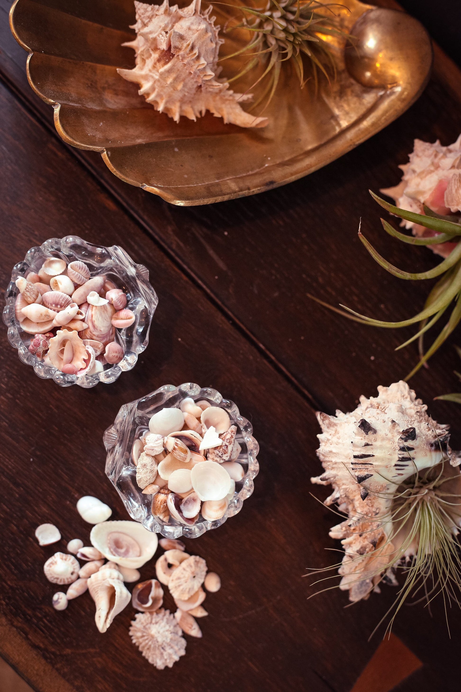 Mini Seashell Collections Nautical Decor for Beach Home - Vintage Tiny Shell Collection From Collector's Beach Finds