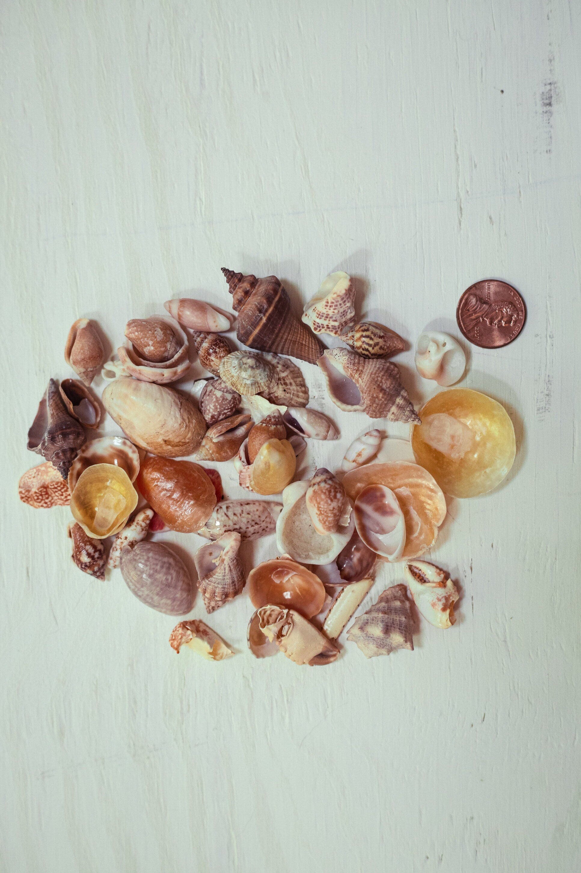 Mini Seashell Collections Nautical Decor for Beach Home - Vintage Tiny Shell Collection From Collector's Beach Finds