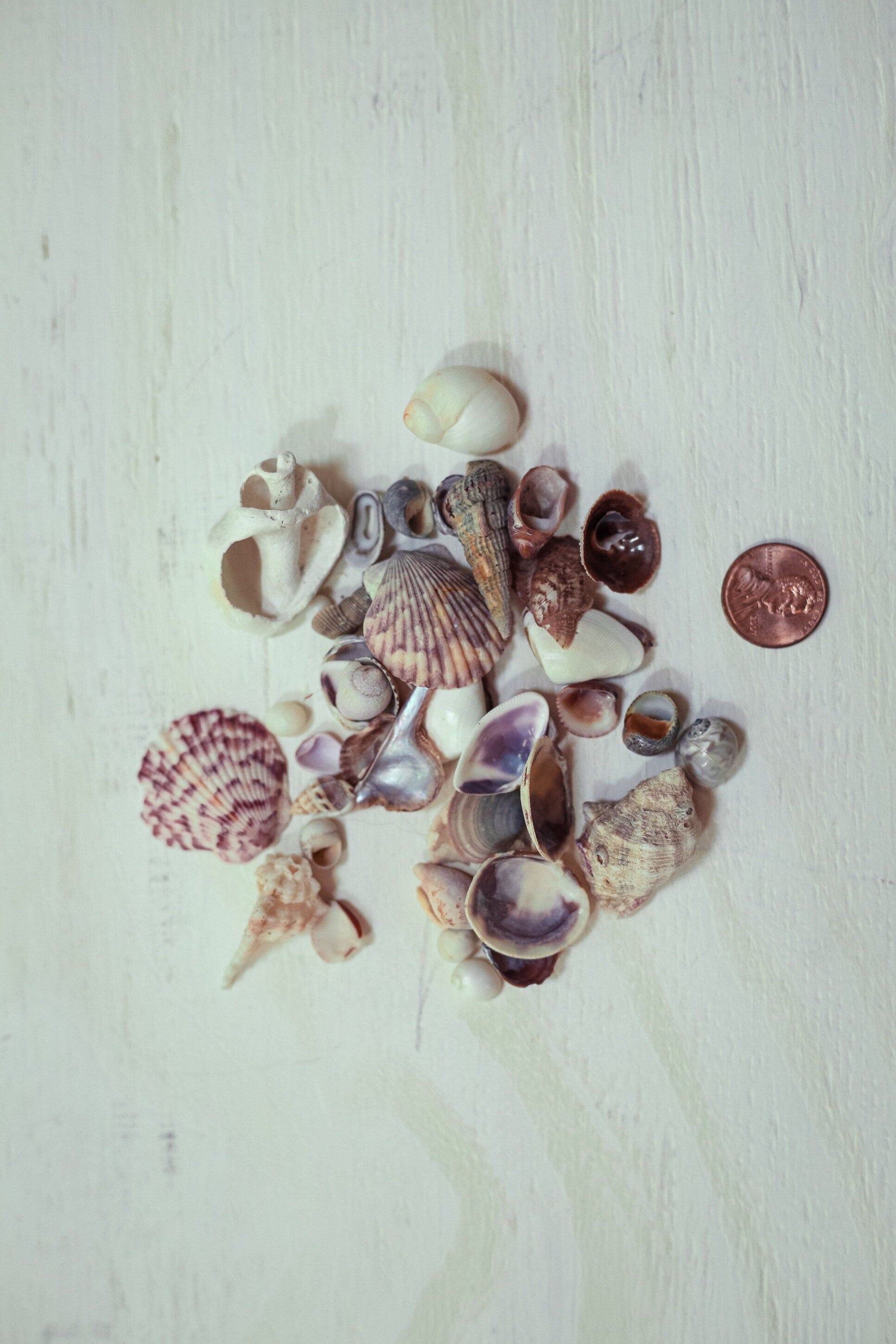 Mini Seashell Collections Nautical Decor for Beach Home - Vintage Tiny Shell Collection From Collector's Beach Finds