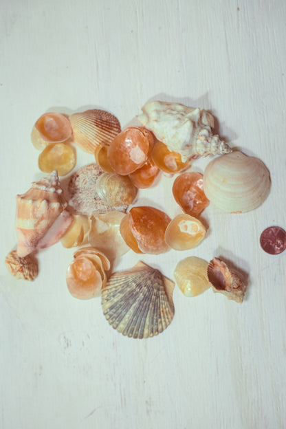 Seashell Lots by Color in Organza Bag - Vintage Shells From Collectors Beach Finds