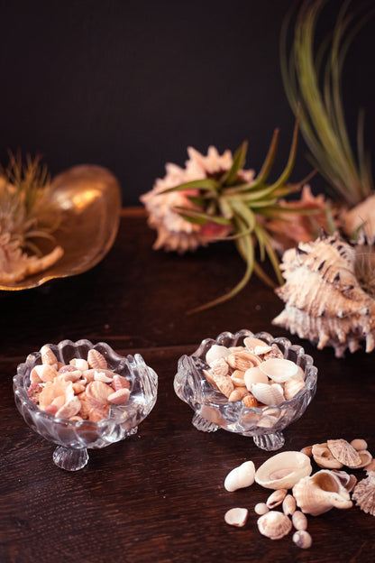 Mini Seashell Collections Nautical Decor for Beach Home - Vintage Tiny Shell Collection From Collector's Beach Finds