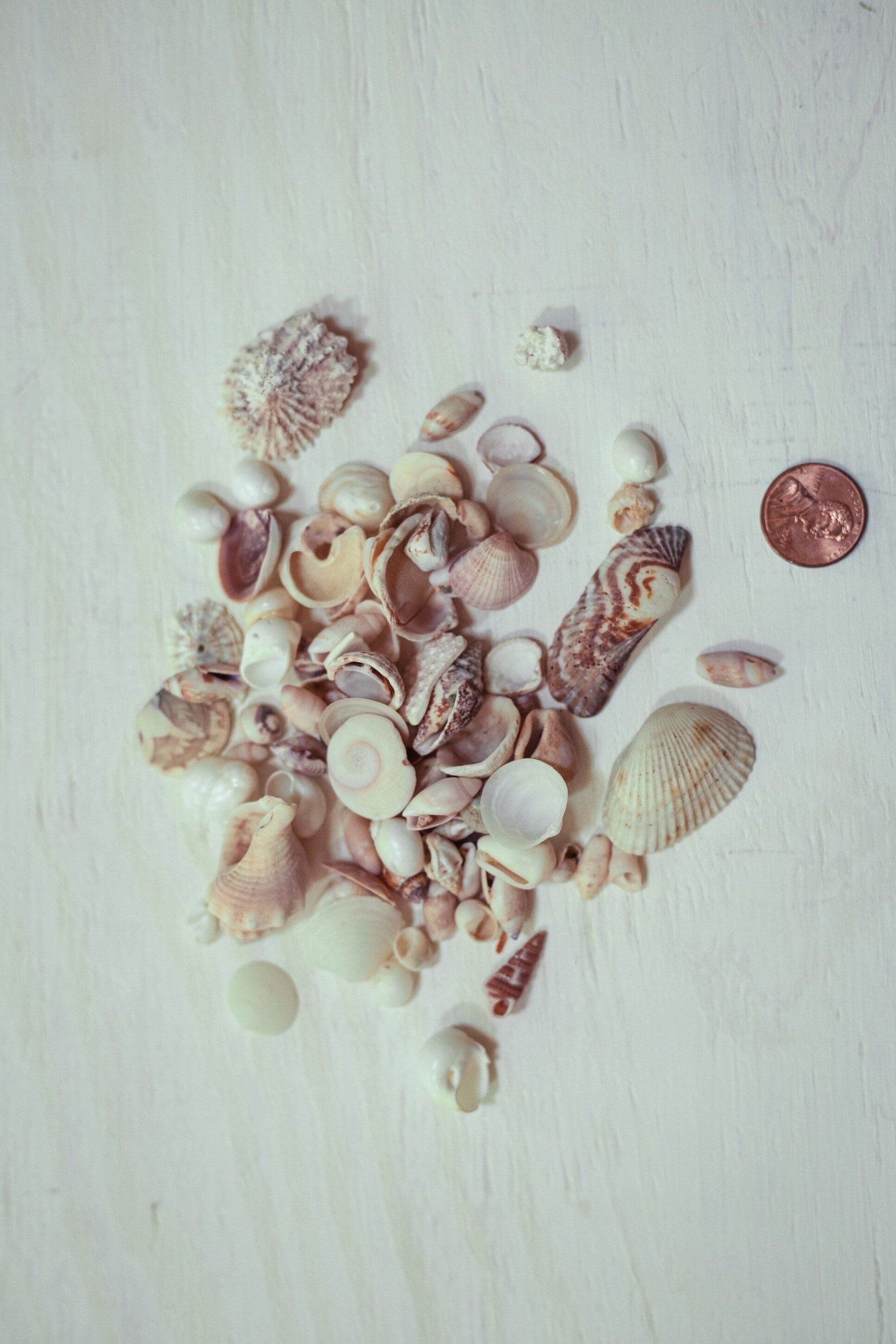 Mini Seashell Collections Nautical Decor for Beach Home - Vintage Tiny Shell Collection From Collector's Beach Finds