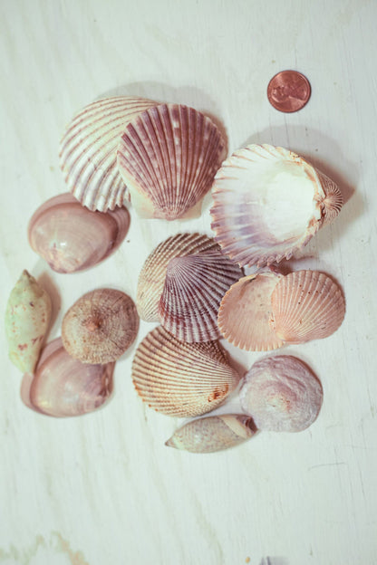 Seashell Lots by Color in Organza Bag - Vintage Shells From Collectors Beach Finds