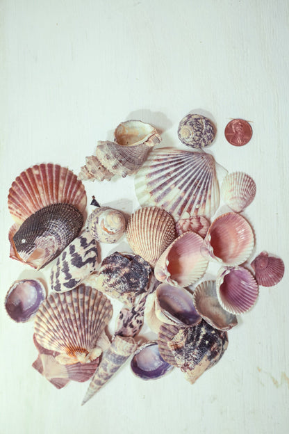 Seashell Lots by Color in Organza Bag - Vintage Shells From Collectors Beach Finds