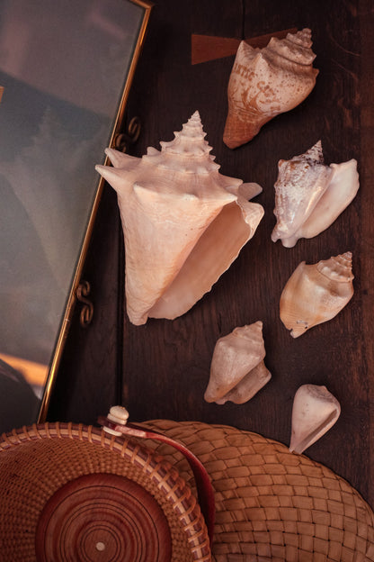 Assorted Conch Shapes & Sizes - Vintage Estate Conch Collection (you choose - select from dropdown)