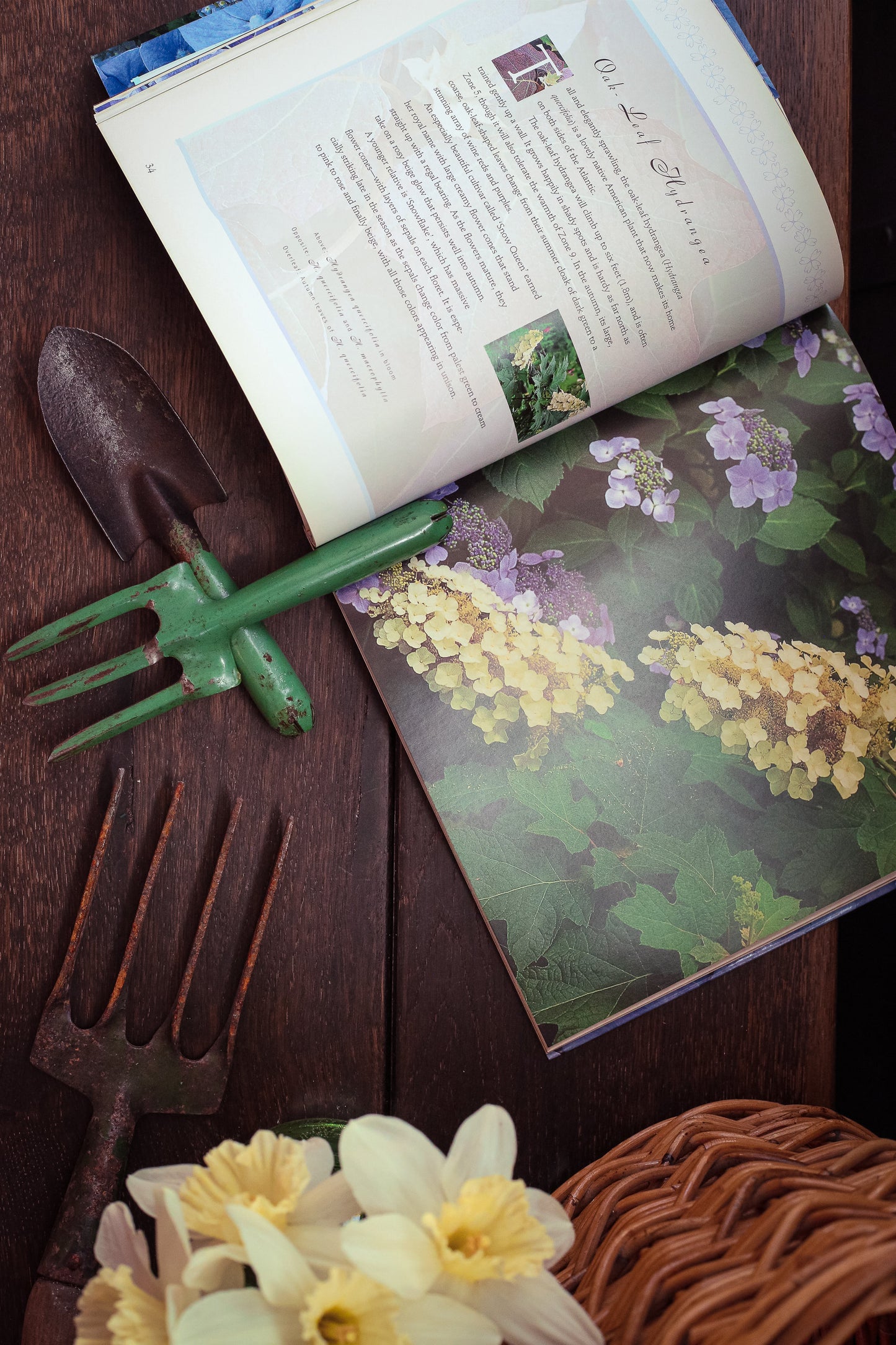 Hydrangeas by Daria Price Bowman - Vintage Softcover Gardening Book