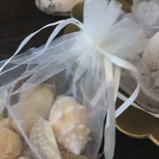 Seashell Lots by Color in Organza Bag - Vintage Shells From Collectors Beach Finds