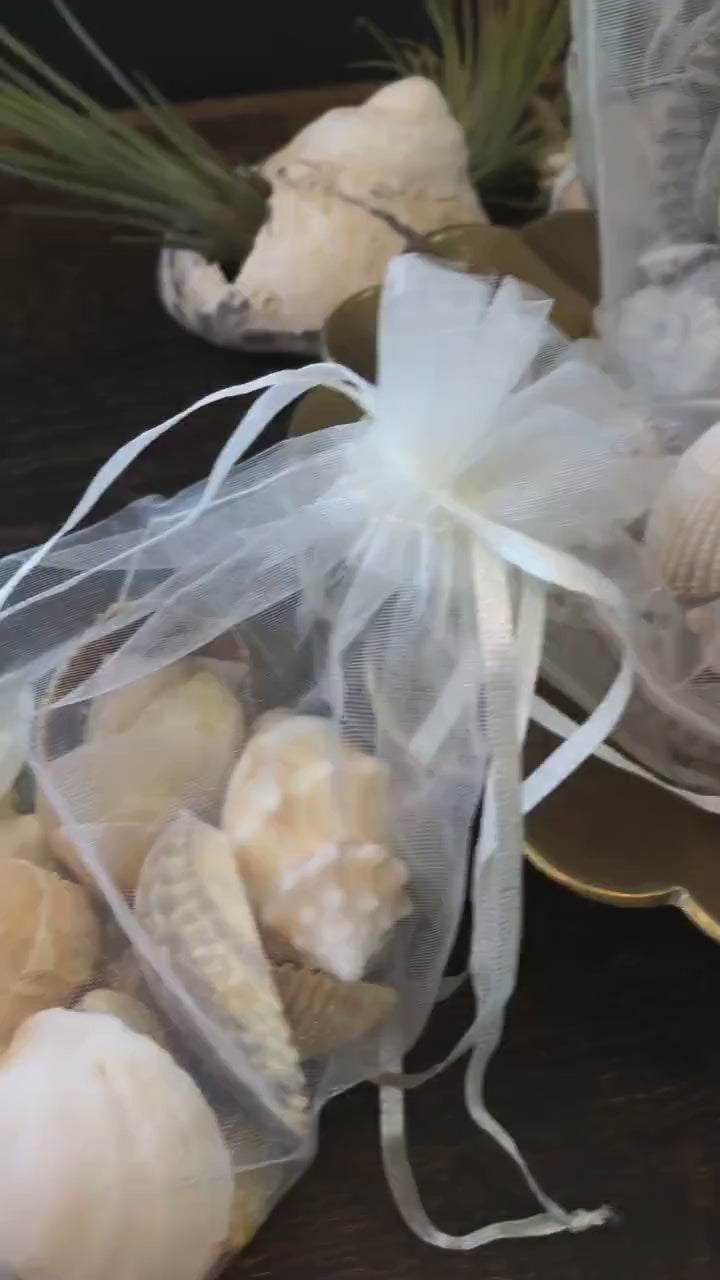 Seashell Lots by Color in Organza Bag - Vintage Shells From Collectors Beach Finds