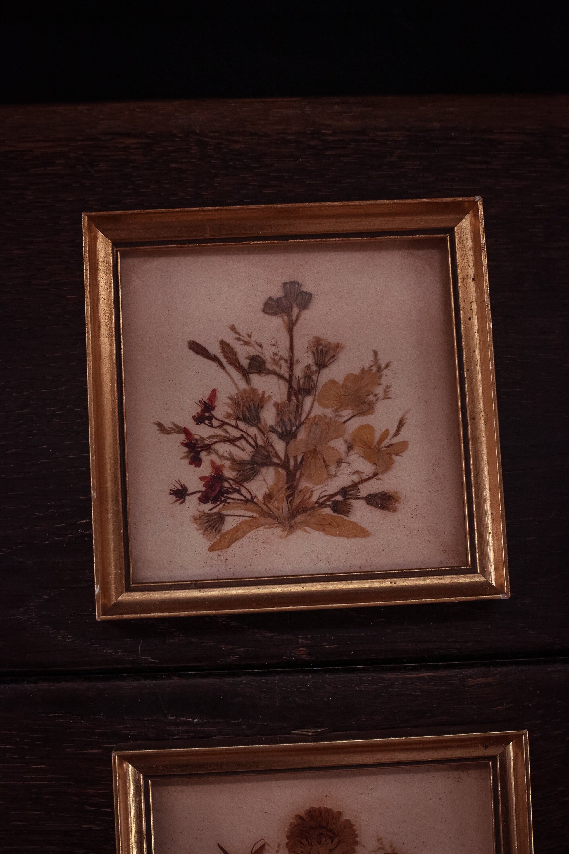 Set of 3 Pressed Flowers in Frames - Vintage